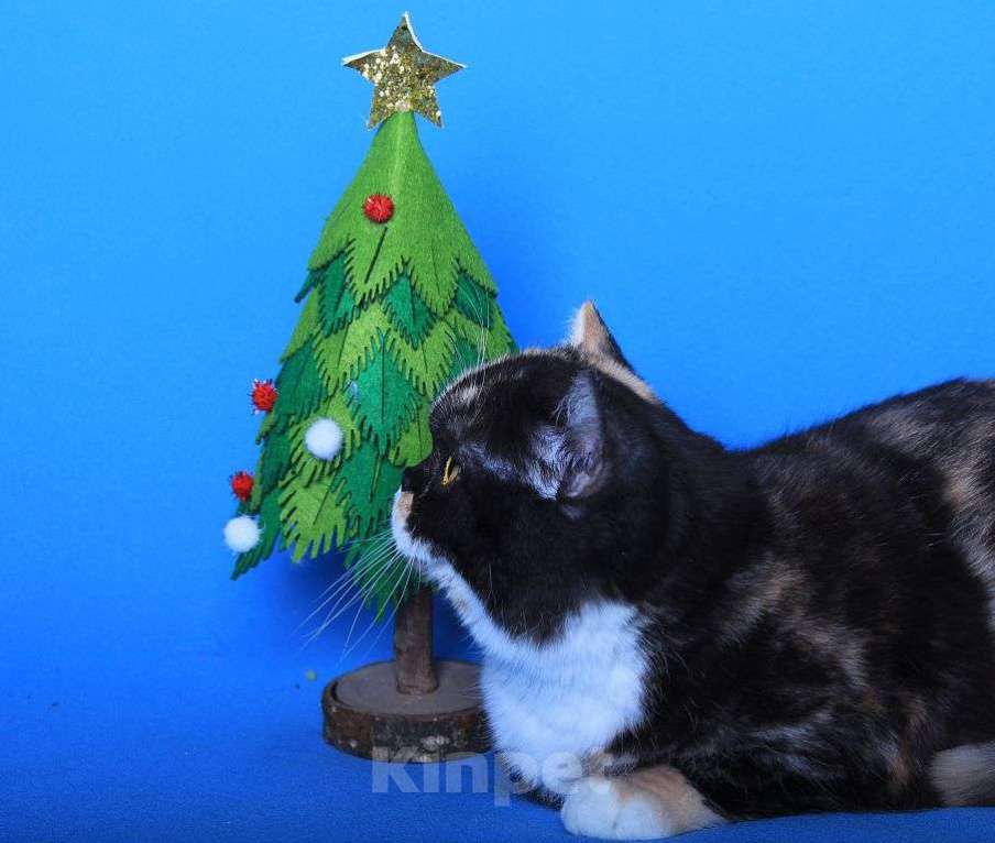 Кошки в Москве: Американская короткошерстная в дар Девочка, 1 руб. - фото 5