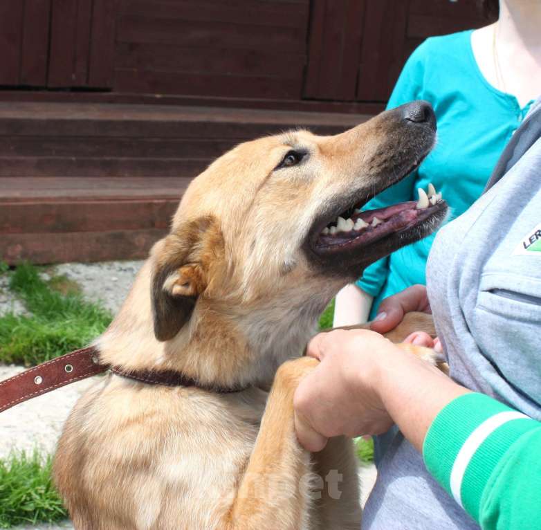Собаки в Москве: Дружелюбная собака -компаньон Пипа ищет дом! Девочка, Бесплатно - фото 5