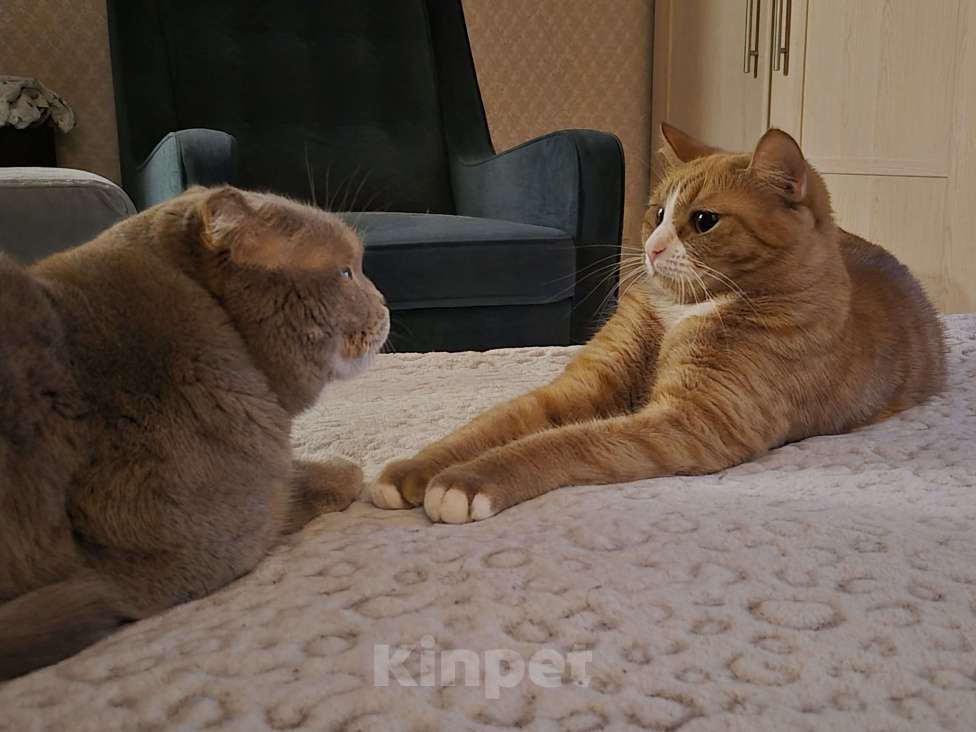 Кошки в Подольске: В заботливые и добрые руки!!! Девочка, Бесплатно - фото 2