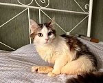 Кошки в Москве: Котенок Эли ищет дом Девочка, Бесплатно - фото 3