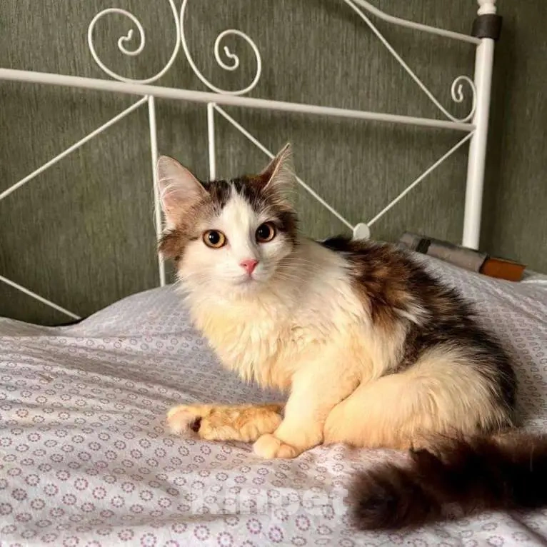 Кошки в Москве: Котенок Эли ищет дом Девочка, Бесплатно - фото 3