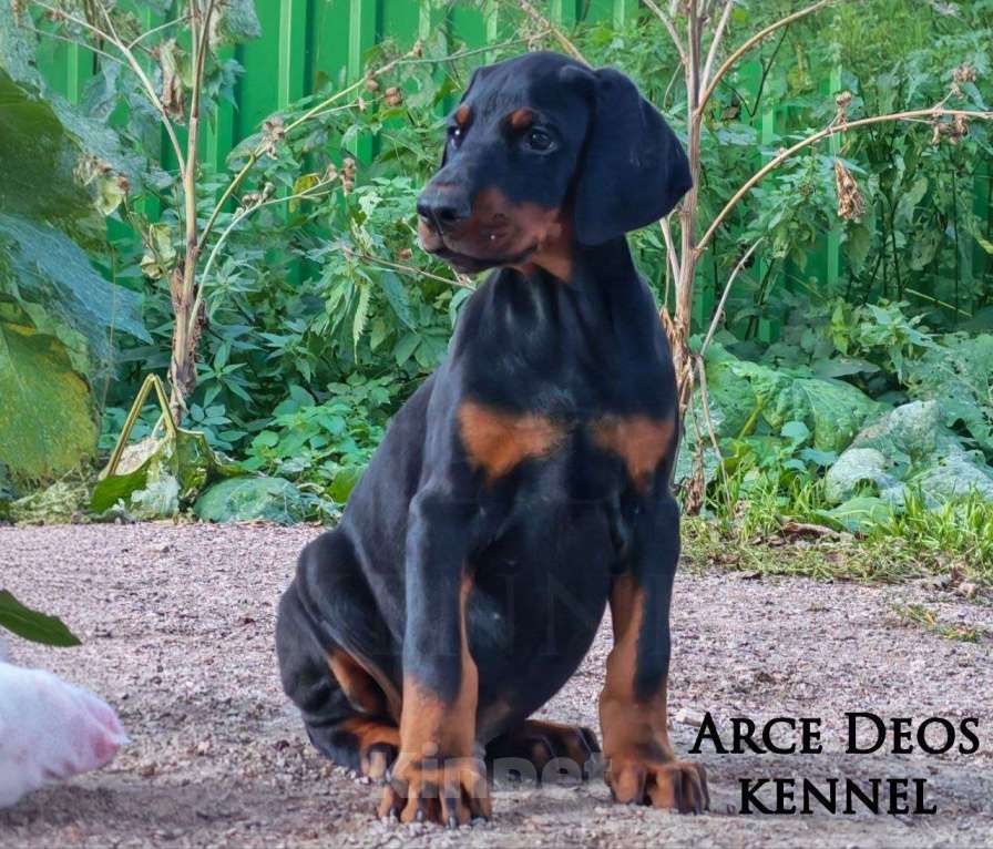 Собаки в Санкт-Петербурге: Arce Deos S-litter Мальчик, 90 000 руб. - фото 1