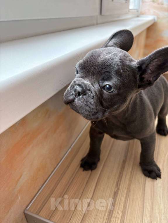 Собаки в Новочебоксарске: Французский бульдог, щенок Плюша Мальчик, 200 000 руб. - фото 3