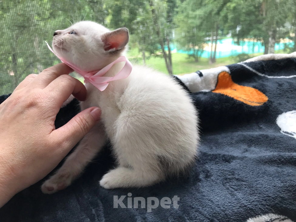 Кошки в Санкт-Петербурге: Котенок Европейская Бурма лиловая-шампань Девочка, 5 000 руб. - фото 6