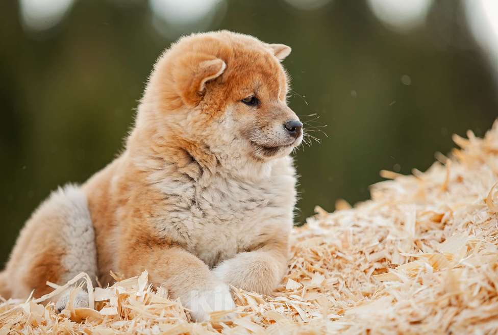 Собаки в Вологде: Сиба Мальчик, 80 000 руб. - фото 5