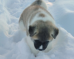 Собаки в Санкт-Петербурге: Продажа Американская акита Мальчик, 50 000 руб. - фото 2