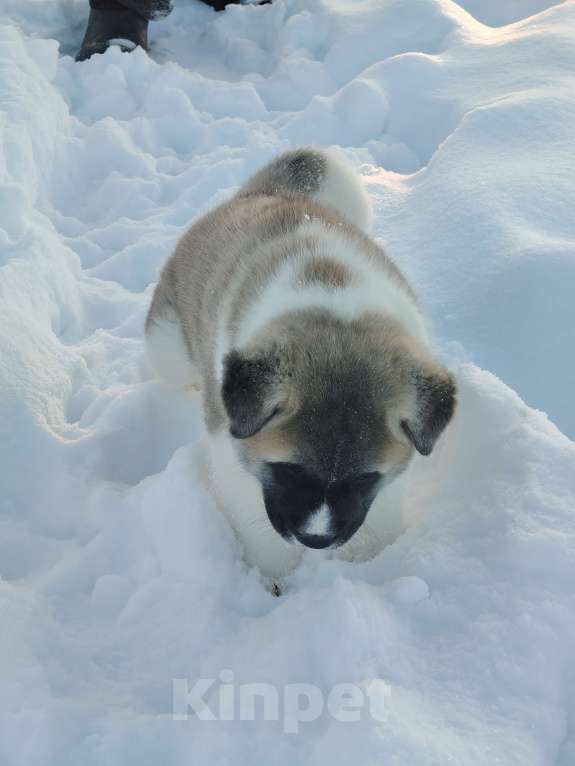 Собаки в Санкт-Петербурге: Продажа Американская акита Мальчик, 50 000 руб. - фото 2
