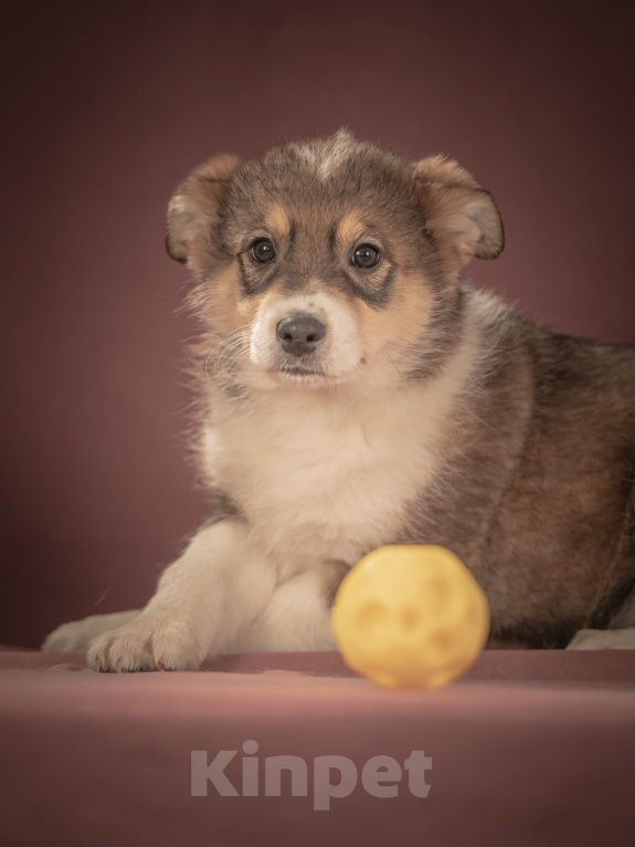 Собаки в Клине: Зорро — дружелюбный крепыш, который готов любить вас всем своим щенячьим сердцем Мальчик, Бесплатно - фото 2