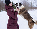 Собаки в Москве: Собака-позитив, добрая, ласковая Груня ищет дом Девочка, Бесплатно - фото 6