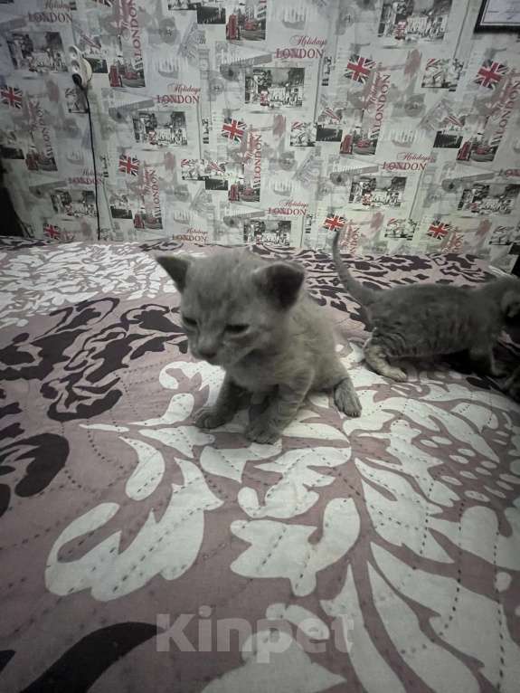 Кошки в Москве: Котята канадского сфинка Девочка, 16 000 руб. - фото 4