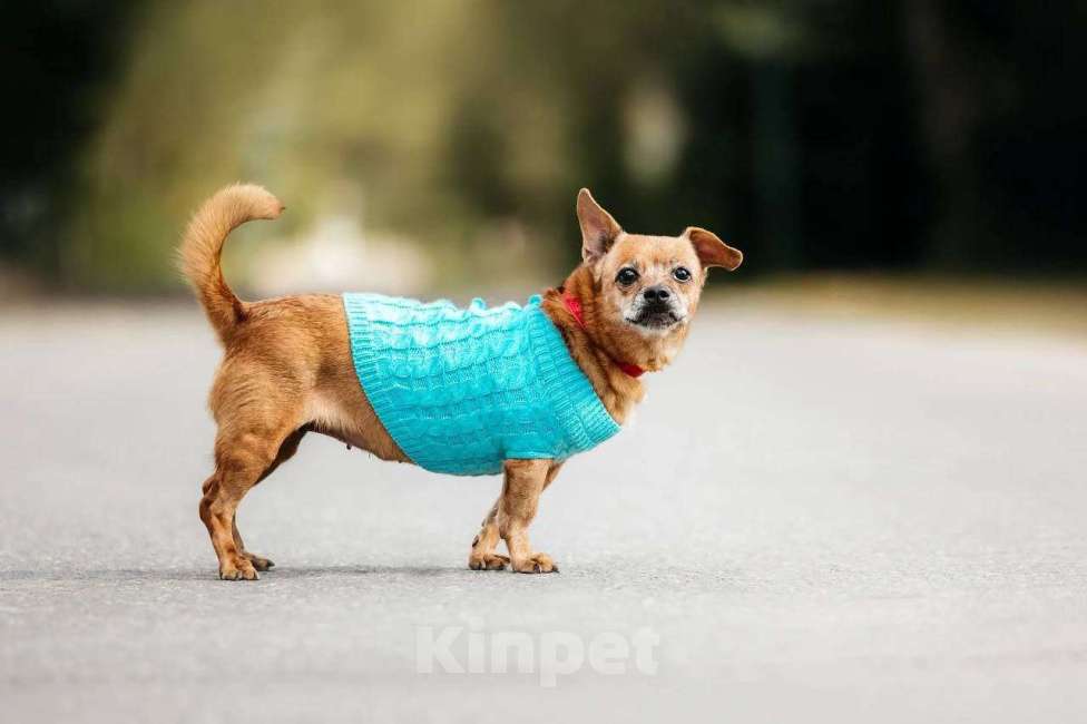 Собаки в Москве: собака Коко Шанель ищет дом Девочка, Бесплатно - фото 2