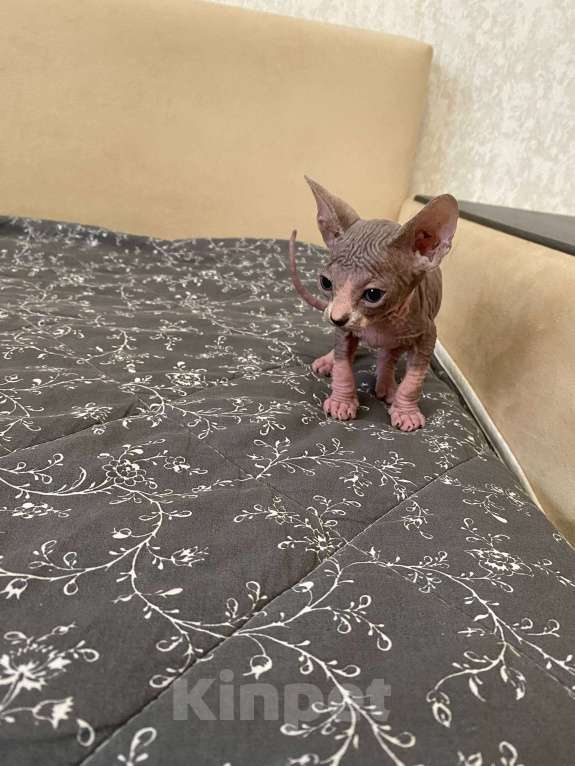 Кошки в Москве: Котята канадского сфинкса Мальчик, 25 000 руб. - фото 7
