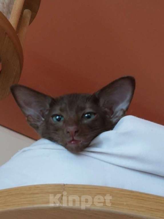 Кошки в Апрелевке: Ориентальные котята Мальчик, 80 000 руб. - фото 2