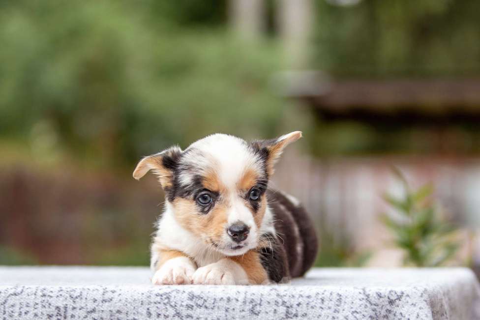 Собаки в Москве: Щенок корги Мальчик, Бесплатно - фото 2