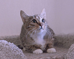 Кошки в Люберцах: Умная, ласковая, полосатая кошечка  Девочка, Бесплатно - фото 10