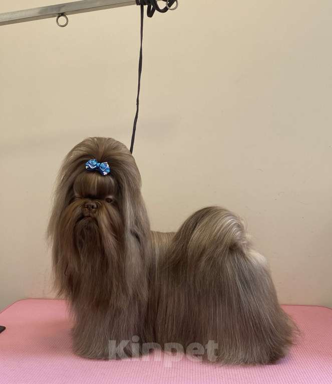 Собаки в других городах Московской области: Ши тцу Мальчик, Бесплатно - фото 3