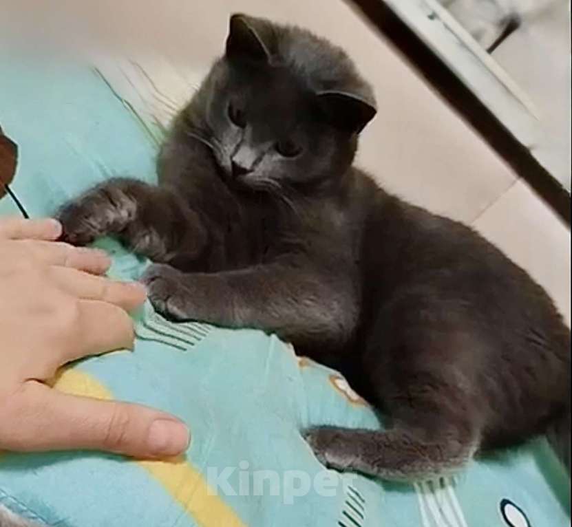 Кошки в Санкт-Петербурге: Кошечка подросток Бритни Девочка, Бесплатно - фото 3