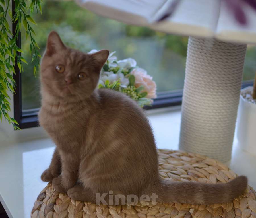 Кошки в Санкт-Петербурге: Британская короткошерстная  Мальчик, 60 000 руб. - фото 1