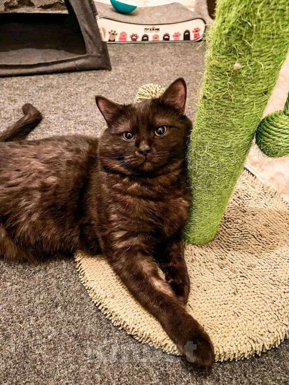 Кошки в Москве: Ласковый дымчатый ангел Тони Мальчик, Бесплатно - фото 2