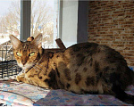 Кошки в Калуге: Отдаю бенгальских кошек., 5 000 руб. - фото 1