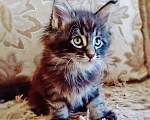 Кошки в Малоархангельске: Котята Мейн Кун., 20 000 руб. - фото 2