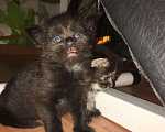 Кошки в Малмыже: Котята Мейнкун, 5 000 руб. - фото 3