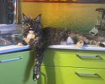 Кошки в Лянторе: Мейн-куны, 35 000 руб. - фото 3