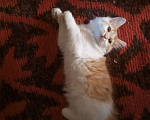 Кошки в Самаре: котята Мальчик, 500 руб. - фото 8