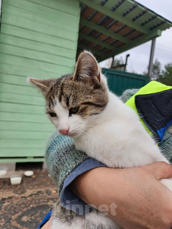 Кошки в Калуге: Котёнок Девочка, Бесплатно - фото 2