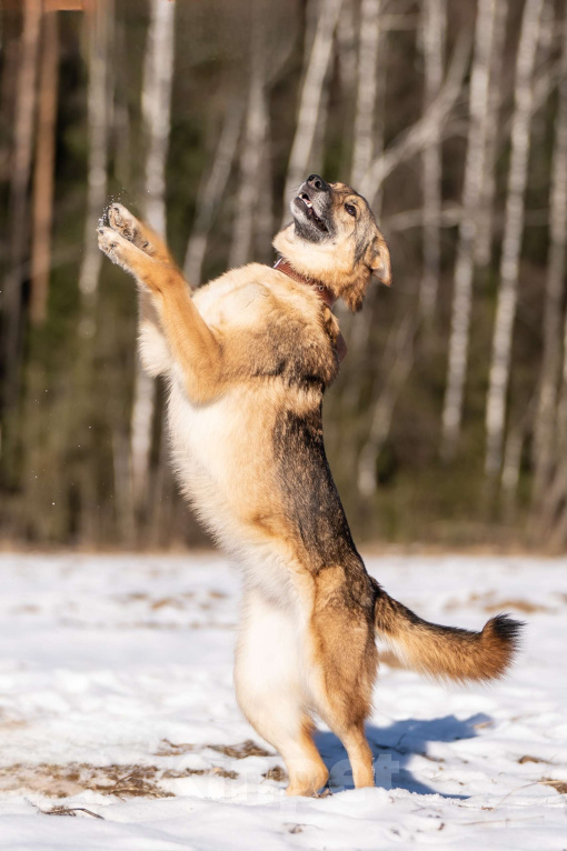 Собаки в Клине: Кейси — трогательная собачка Девочка, Бесплатно - фото 3