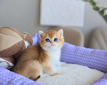 Кошки в Москве: Британский котёнок Оскар Мальчик, 130 000 руб. - фото 9
