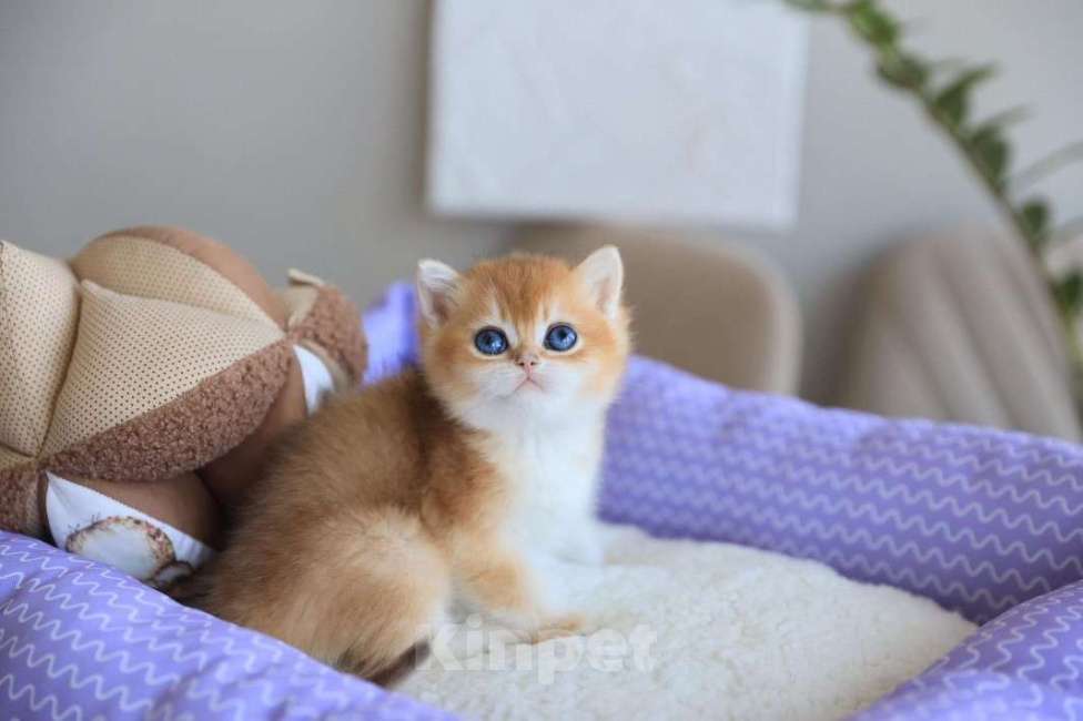 Кошки в Москве: Британский котёнок Оскар Мальчик, 130 000 руб. - фото 9