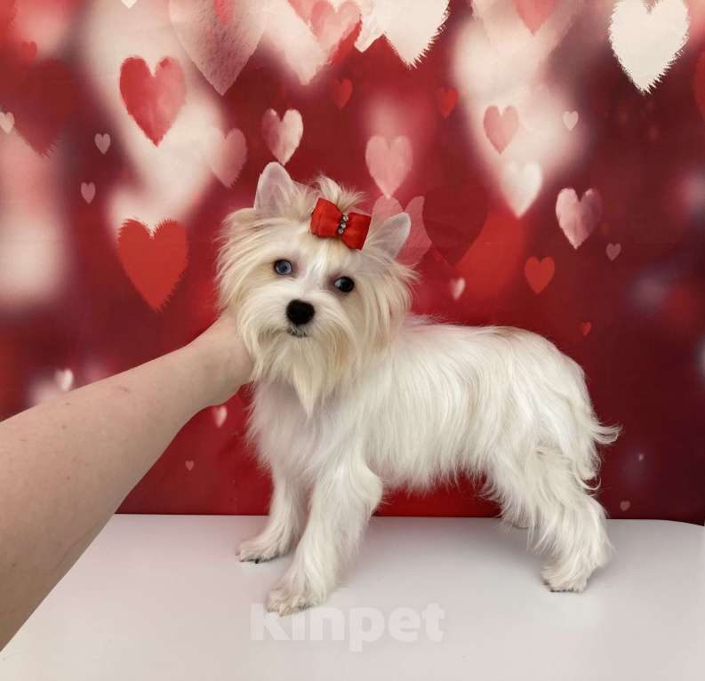 Собаки в Москве: Белый йорк девочка голубоглазая Девочка, 120 000 руб. - фото 7