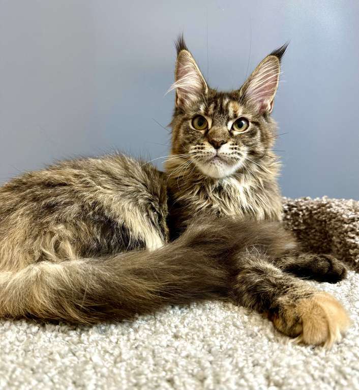 Кошки в Дедовске: Очаровашка-тигровая черепашка Девочка, 35 000 руб. - фото 3