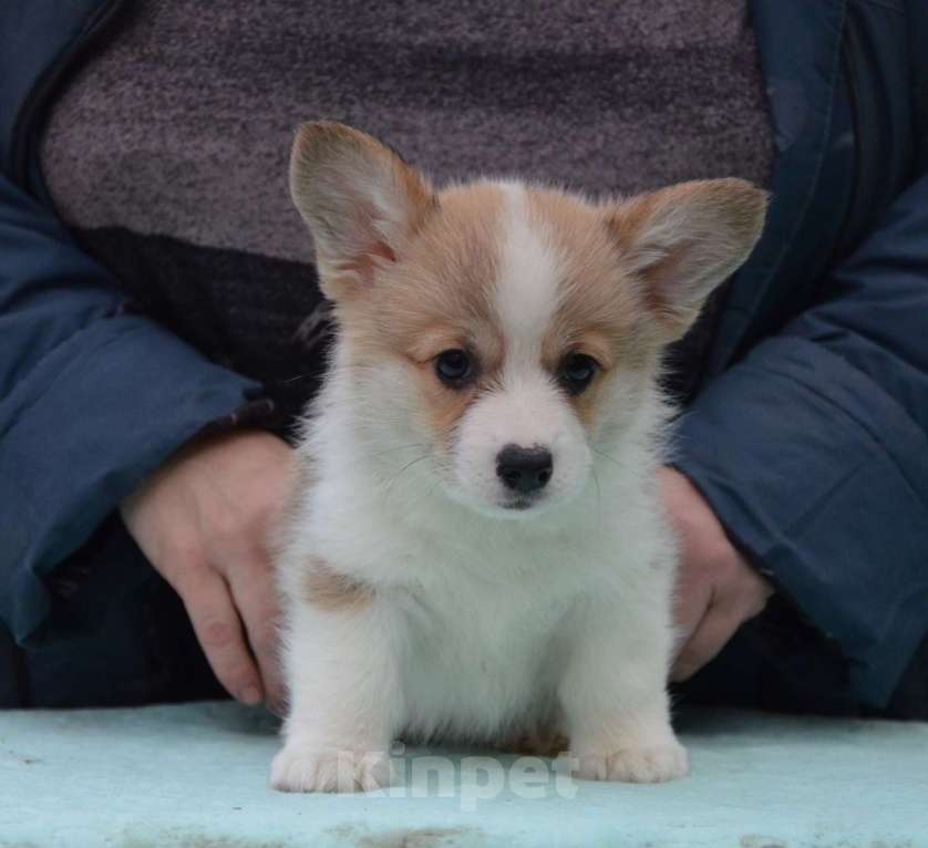 Собаки в Москве: Очаровательная девочка вельш корги пемброк Девочка, 80 000 руб. - фото 2