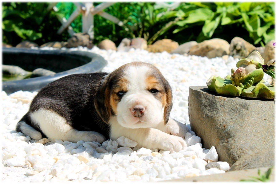 Собаки в Москве: Замечательные щенки бигля Мальчик, 50 000 руб. - фото 2
