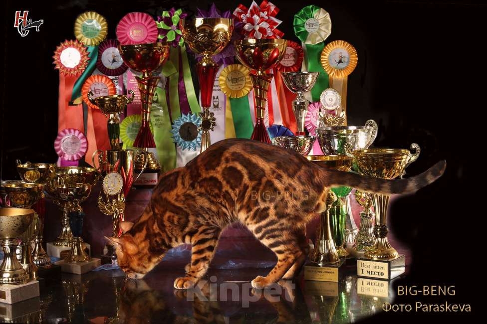 Кошки в Санкт-Петербурге: Бегальский мальчик 3 месяца Мальчик, 40 000 руб. - фото 3