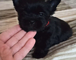 Собаки в Москве: Щенок-мальчик йорка окраса чёрный жемчуг Мальчик, 30 000 руб. - фото 2