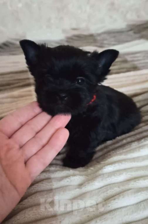 Собаки в Москве: Щенок-мальчик йорка окраса чёрный жемчуг Мальчик, 30 000 руб. - фото 2