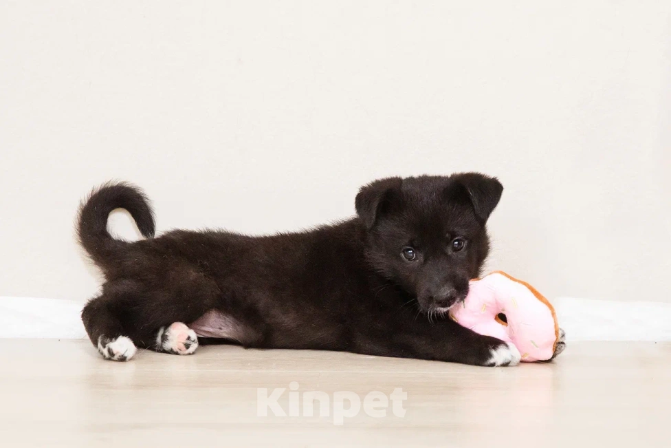 Собаки в Лосином-Петровском: Кения якутенок Девочка, Бесплатно - фото 5