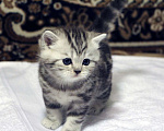 Кошки в Москве: Купить Шотландского Вислоухого или Прямоухого Котёнка в Москве в Питомнике кошек «SILVER SHARM» Девочка, 30 000 руб. - фото 5