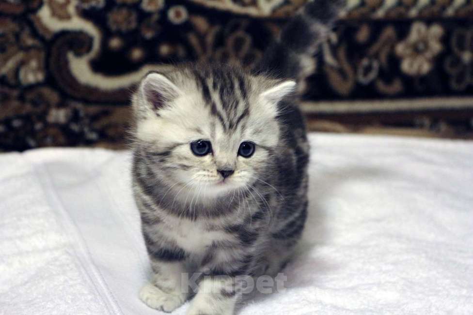 Кошки в Москве: Купить Шотландского Вислоухого или Прямоухого Котёнка в Москве в Питомнике кошек «SILVER SHARM» Девочка, 30 000 руб. - фото 5