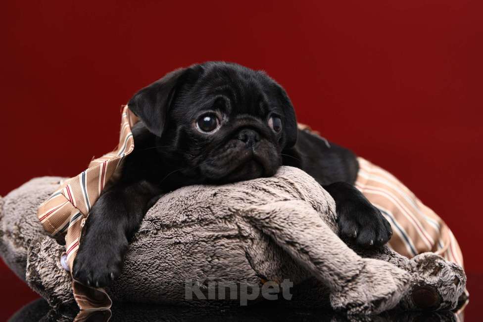 Собаки в Брянске: Питомник Academy of Life предлагает прекрасных щенков мопса от титулованной красивой пары. Мальчик, 65 000 руб. - фото 5