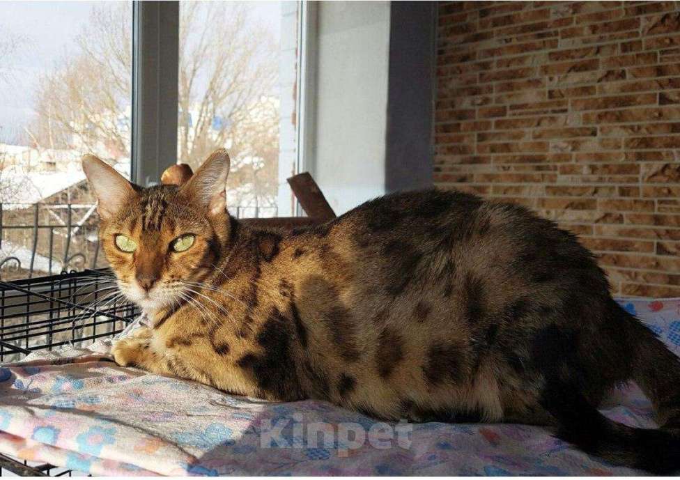Кошки в Калуге: Отдаю бенгальских кошек., 5 000 руб. - фото 1