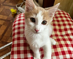 Кошки в Москве: Домашний котенок в дом Девочка, Бесплатно - фото 2