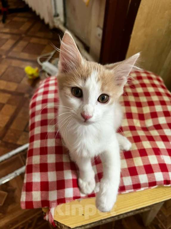 Кошки в Москве: Домашний котенок в дом Девочка, Бесплатно - фото 2