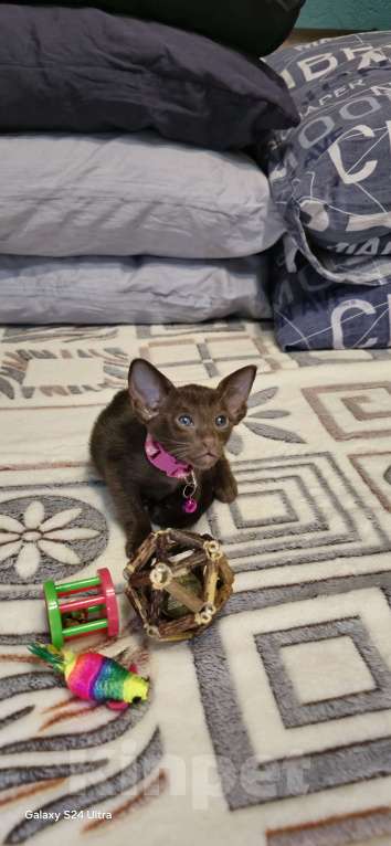 Кошки в Москве: Циннамон Девочка, 50 000 руб. - фото 4