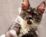 Кошки в Москве: Красавица с окрасом дымная с белым Девочка, 40 000 руб. - фото 5