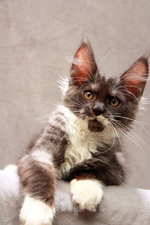 Кошки в Москве: Красавица с окрасом дымная с белым Девочка, 40 000 руб. - фото 5