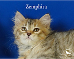 Кошки в Москве: Очаровательная сибирская кошечка Zemphira Девочка, Бесплатно - фото 1